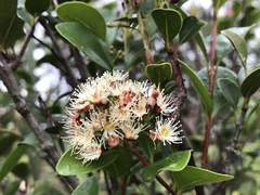 Syzygium elliptifolium