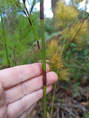 Caustis blakei