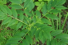 Dictamnus dasycarpus