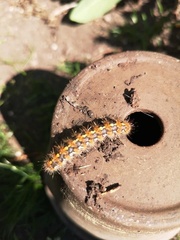 Euplagia quadripunctaria