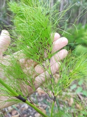 Caustis blakei