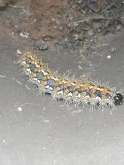 Euplagia quadripunctaria