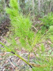 Caustis blakei