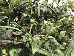 Anodendron affine