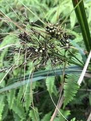 Scleria terrestris