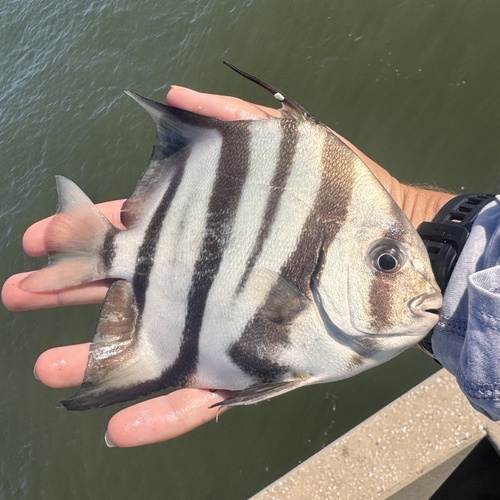Atlantic Spadefish