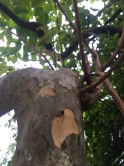 Cratoxylum cochinchinense