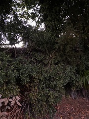 Metrosideros perforata