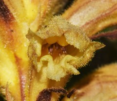 Orobanche lutea
