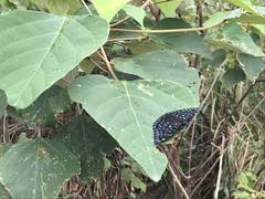 Dichorragia nesimachus formosanus