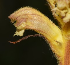 Orobanche lutea