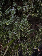 Metrosideros perforata