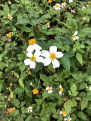 Bidens alba