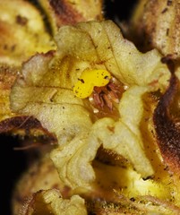 Orobanche lutea