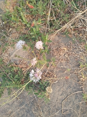 Palafoxia lindenii
