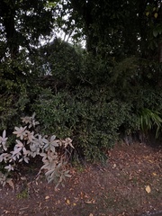 Metrosideros perforata