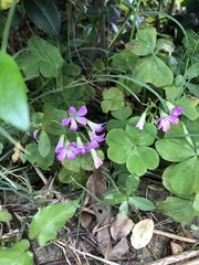 Oxalis debilis