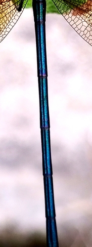 Copper Demoiselle, Algeria, photo 10 of 10