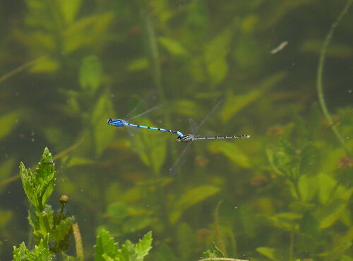 Familiar Bluet photographed in Kentucky