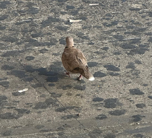 Eurasian Collared-Dove