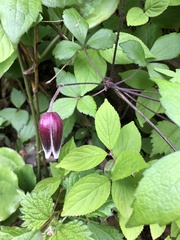 Clematis japonica