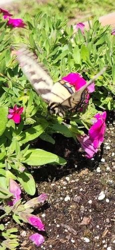 Canadian Tiger Swallowtail