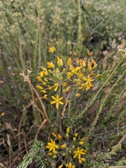 Bloomeria crocea