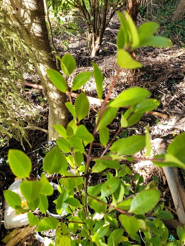 Pukatea