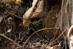 Mammillaria columbiana columbiana