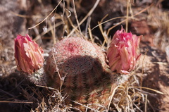 Echinocereus pectinatus pectinatus