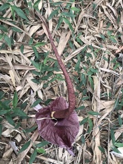 Amorphophallus henryi