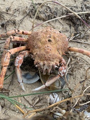 Leptomithrax gaimardii