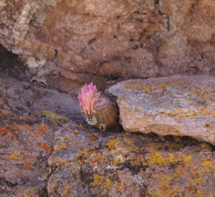 Echinocereus pectinatus pectinatus