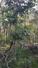 Eucalyptus goniocalyx