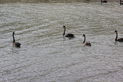 Cygnus atratus