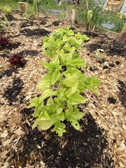 Alternanthera sissoo