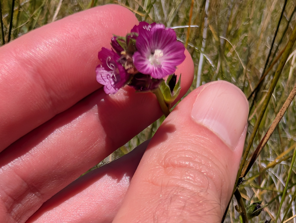Sidalcea sparsifolia; photograph (c) Sergey, some rights reserved (CC BY)