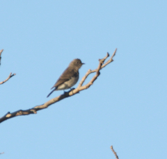 Prodotiscus regulus
