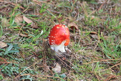 Amanita muscaria