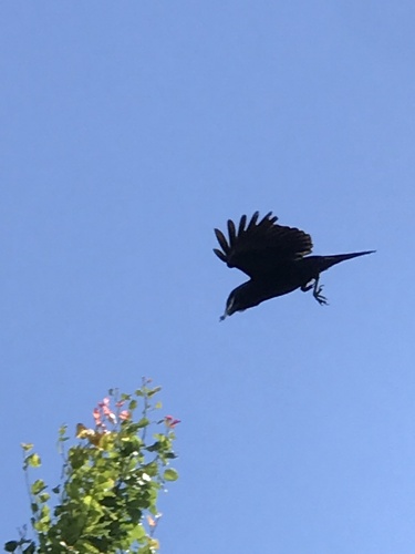 American Crow