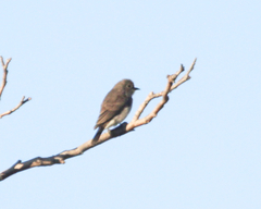 Prodotiscus regulus