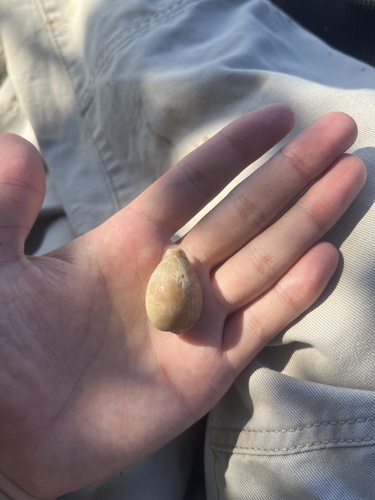 Cypraea pyriformis observed 2026-07-01