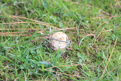 Amanita muscaria