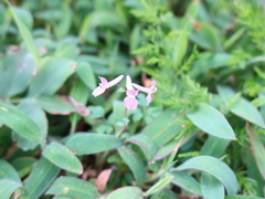 Corydalis decumbens