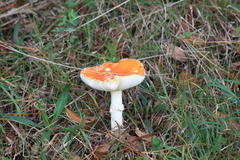 Amanita muscaria