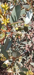 Eucalyptus utilis