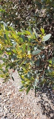 Eucalyptus utilis