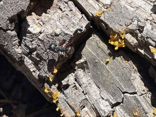 iNaturalist observation photo of Western Black Carpenter Ant
