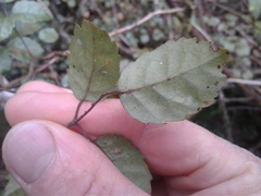 Rubus australis