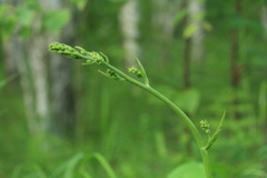 Veratrum maackii